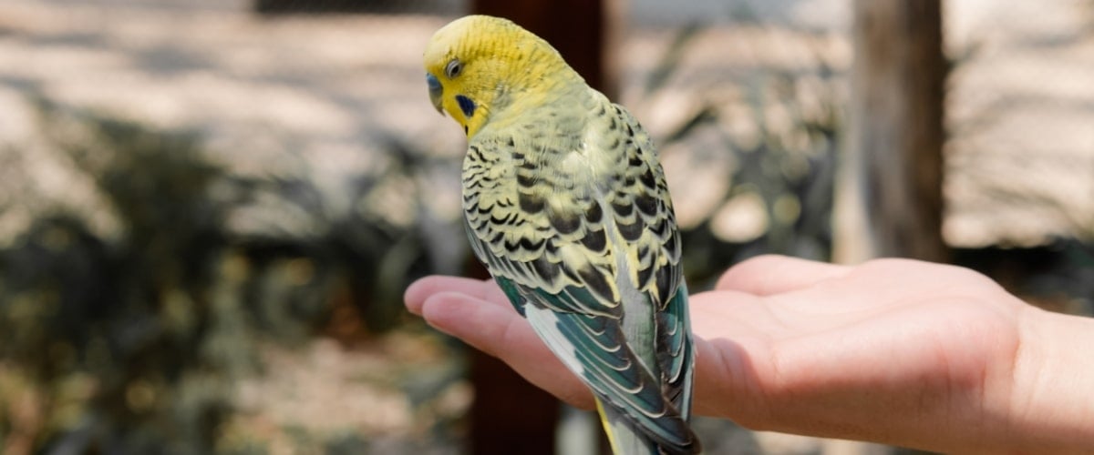Geel-groene-vogel-op-hand