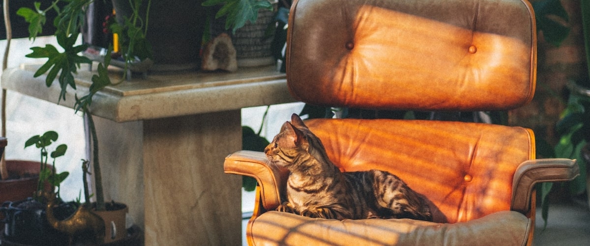 hoeveel kost een kat