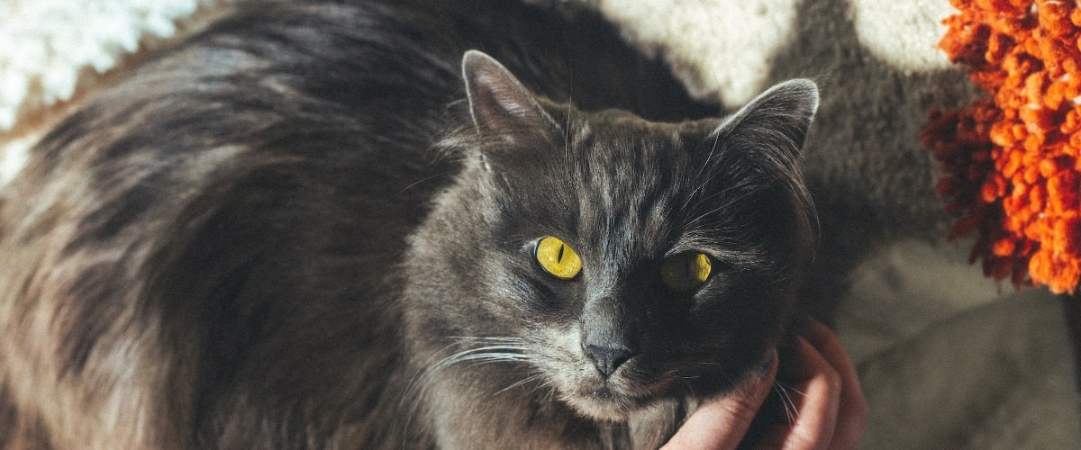 Mon chat perd beaucoup de poils