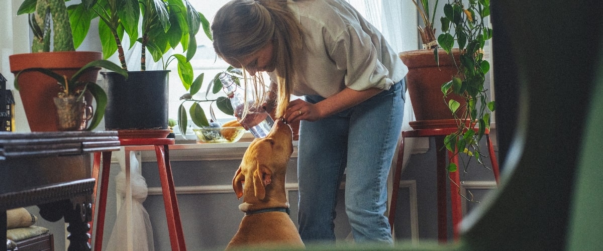 Lichtbruine hond dat een koekje krijgt