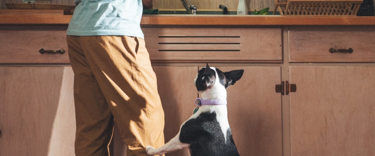 zwart witte hond bij keuken
