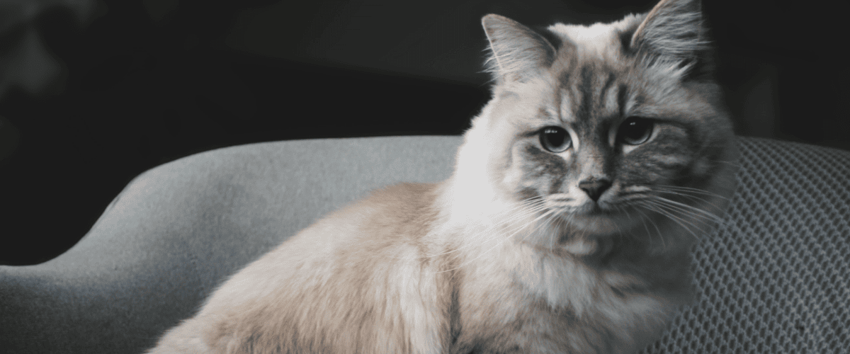 Ragdoll kopen