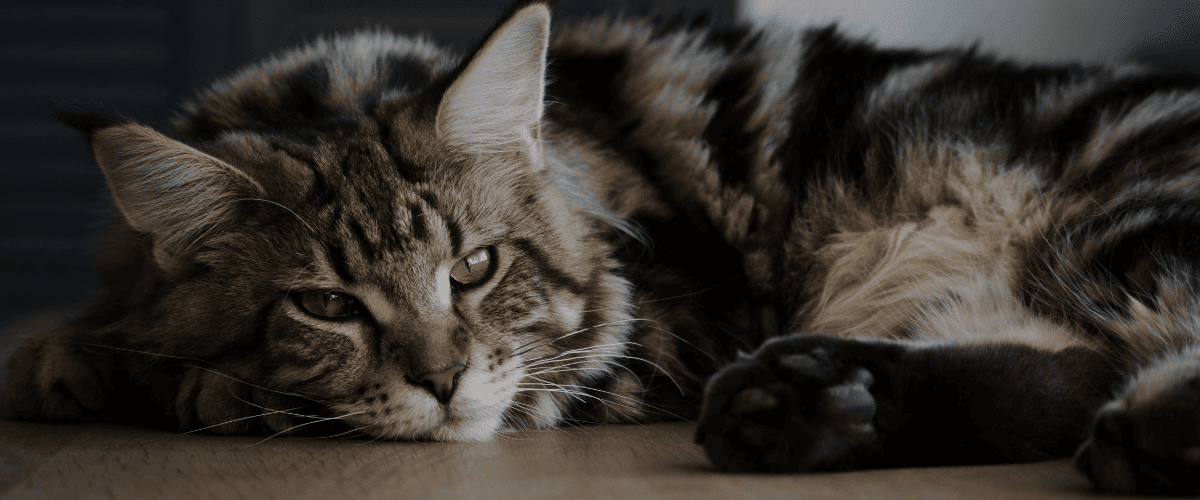 maine coon kopen