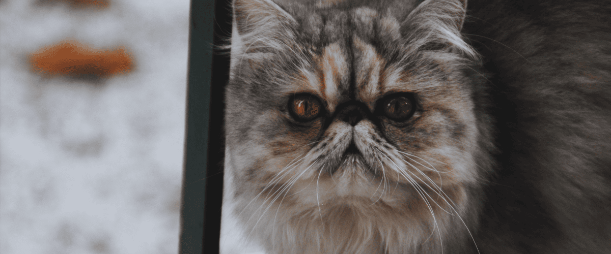 perzische kat kopen