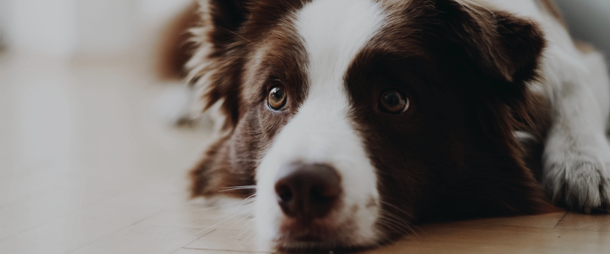 diabete chien