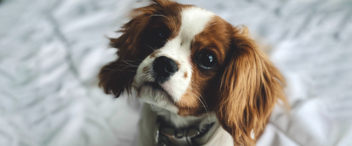 Physiothérapie pour chiens