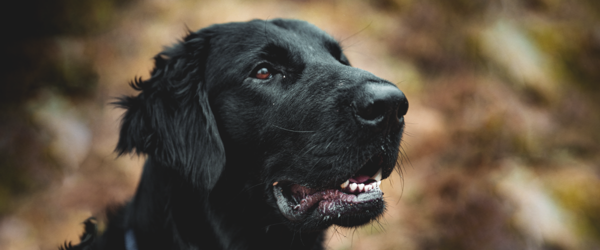 heupdysplasie bij honden