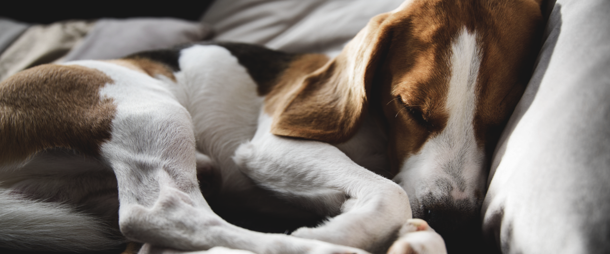kosten ct-scan hond