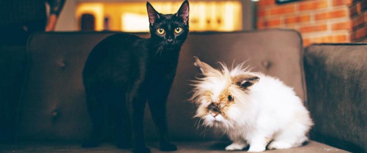 Kaninchen mit anderen Tieren halten
