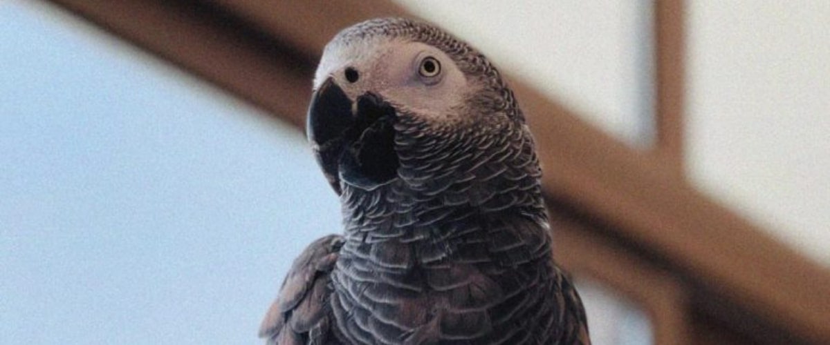 beliebte Vogelnamen