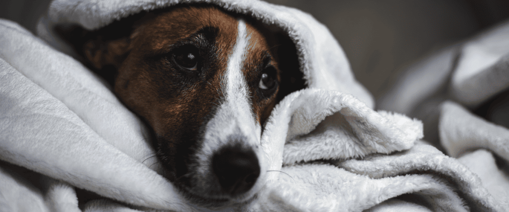 Ängstlicher Hund