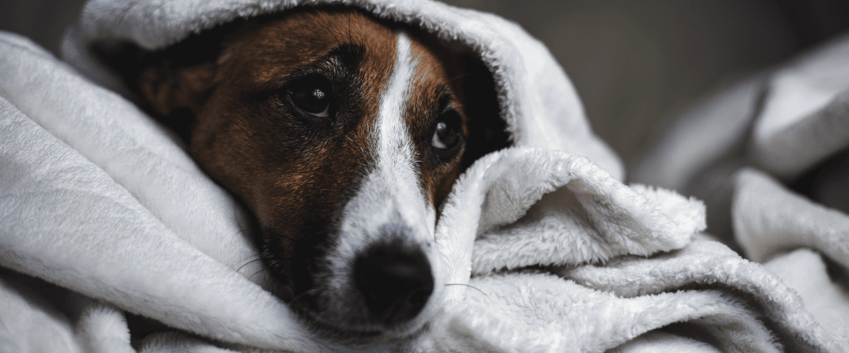 Silvester mit Hund