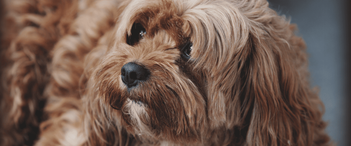Warum Katzen und Hunde kein rohes Schweinefleisch fressen dürfen
