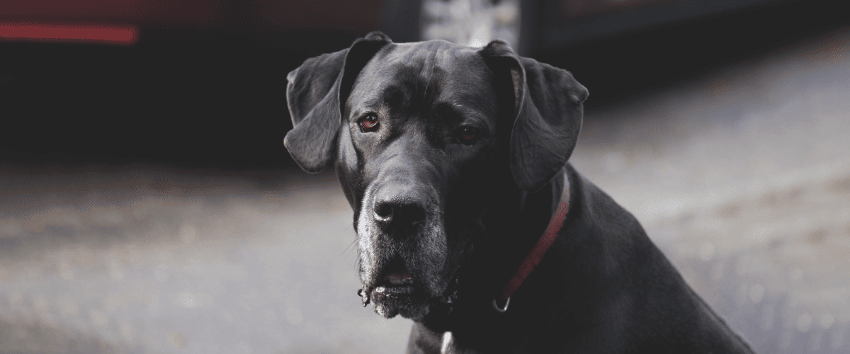 Deutsche Dogge
