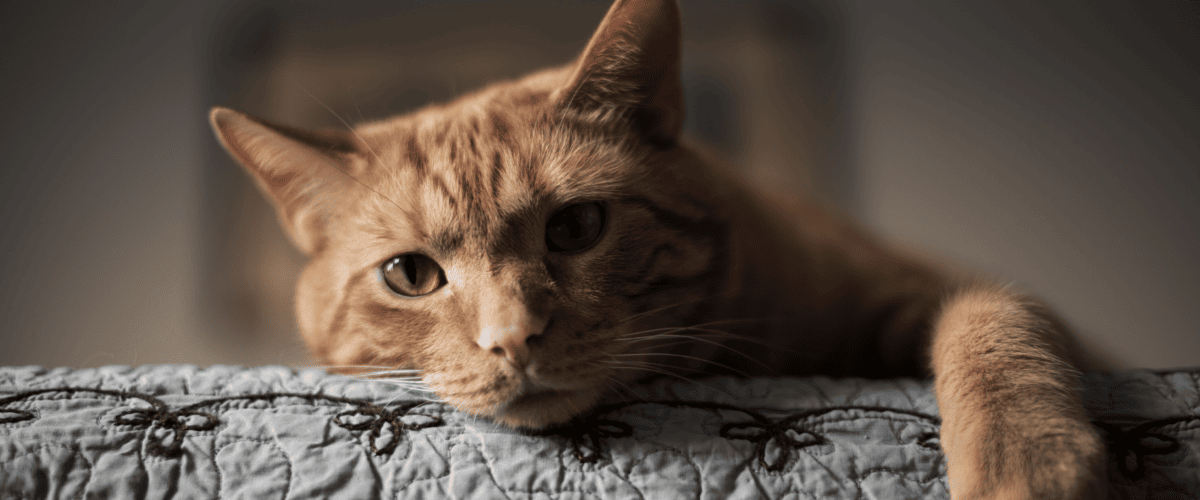 Gegen was können Katzen allergisch sein