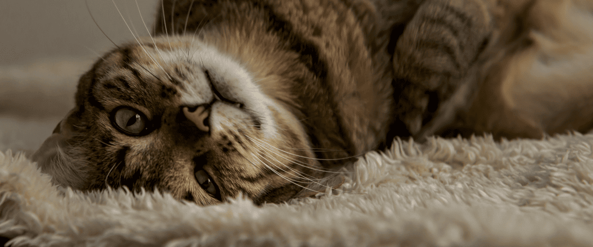 Was bedeutet es wenn die Katze sabbert
