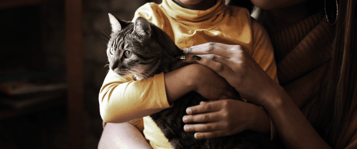 Haften Katzenhalter für Freigänger