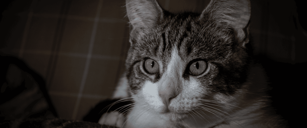 Ist Lachsöl gut für Katzen