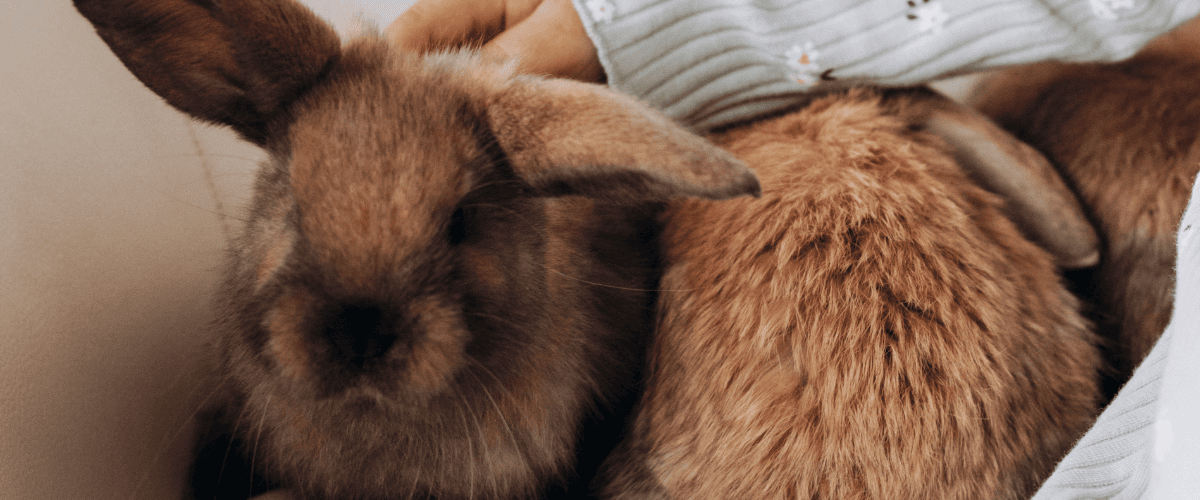 Kaninchen beschäftigen