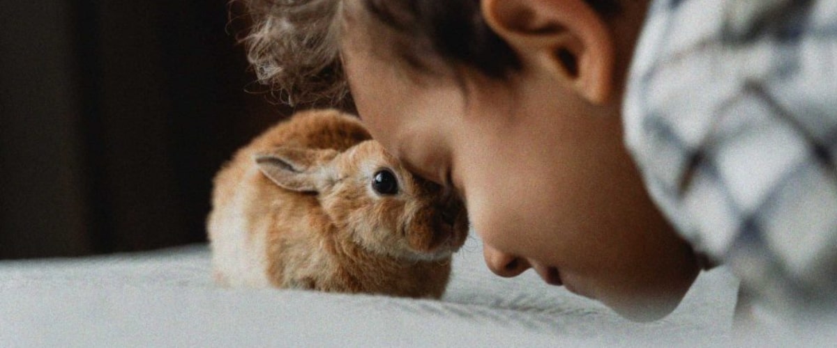 Giftige Lebensmittel für Kaninchen