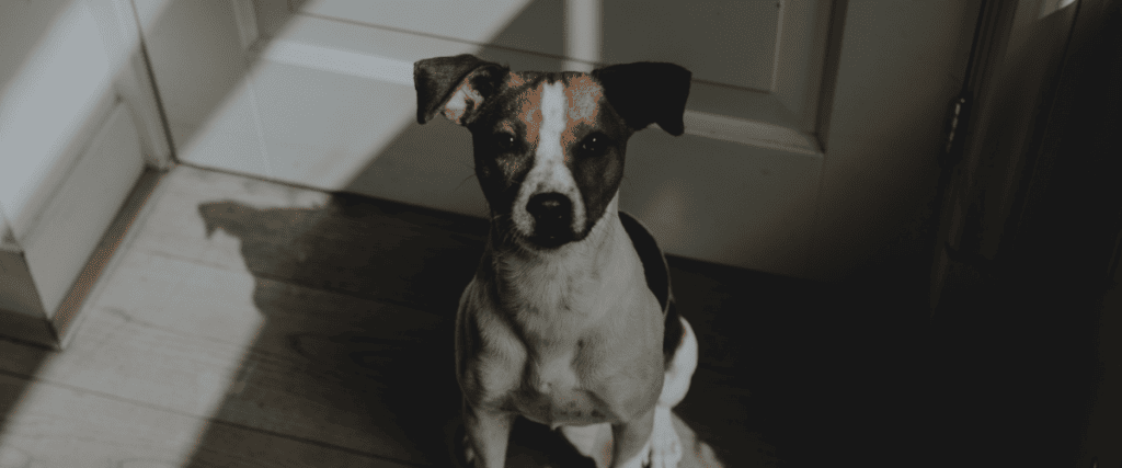 Hundehaftpflichtversicherung