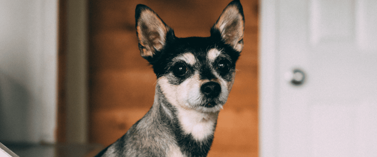 Kolloidales Silber für Hund und Katze