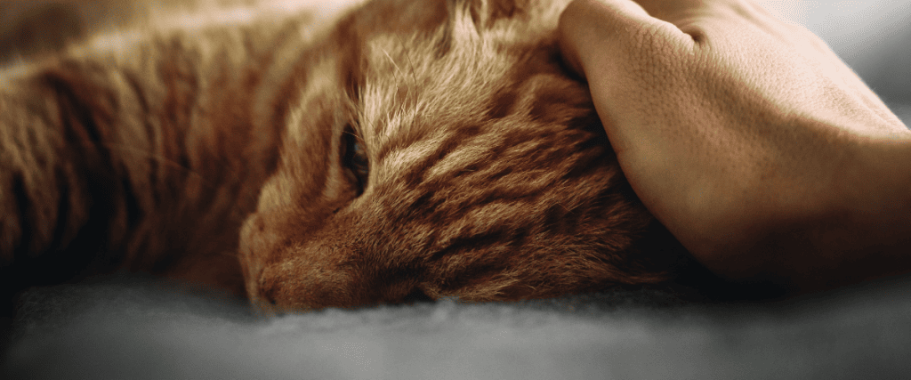 Schuppen bei Katzen