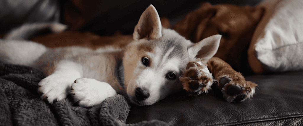 Siberian Husky
