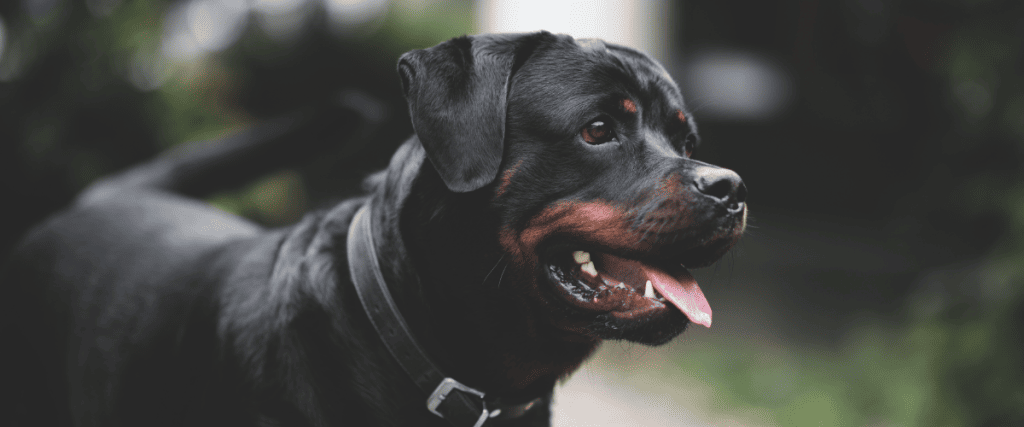 Wie viele Zähne hat ein Hund