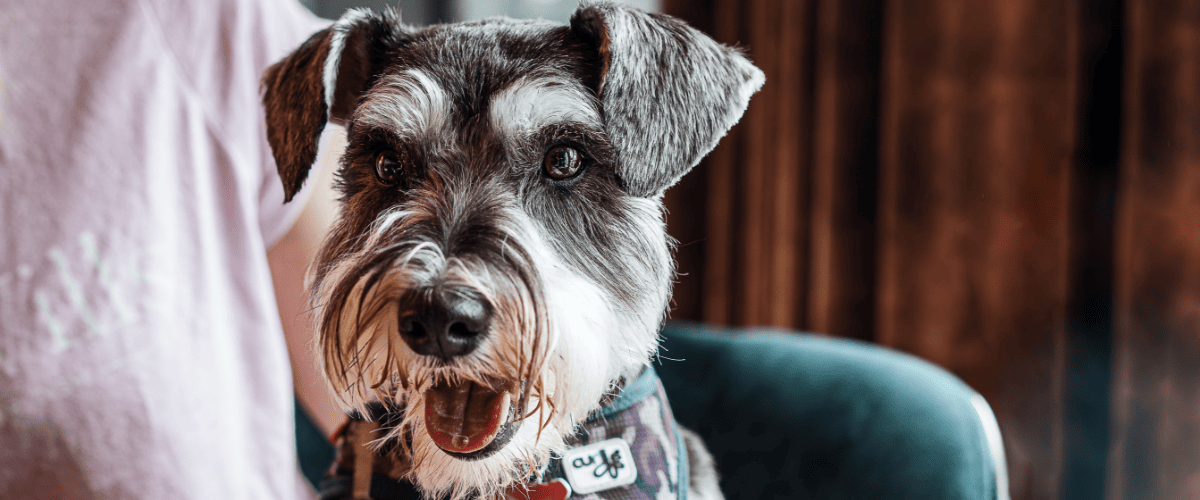 Zwergschnauzer