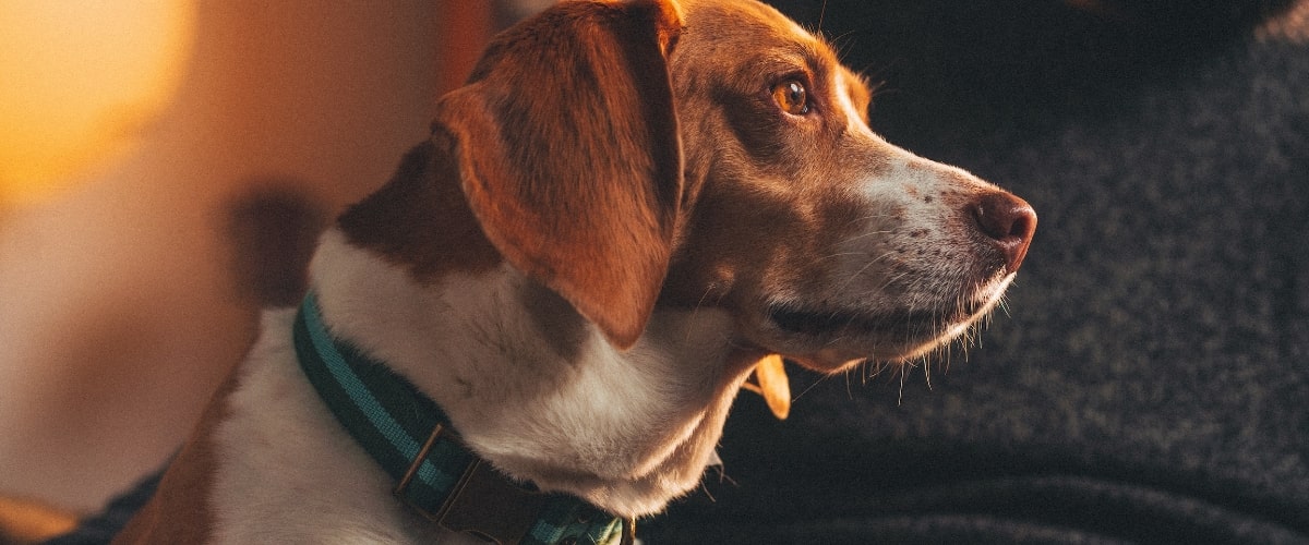hond kopen