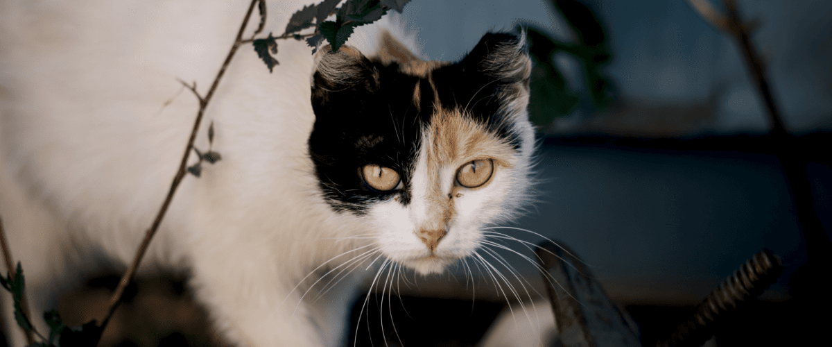 giftige planten voor katten