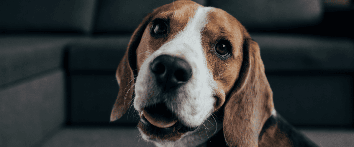 pepernoten bakken voor je hond