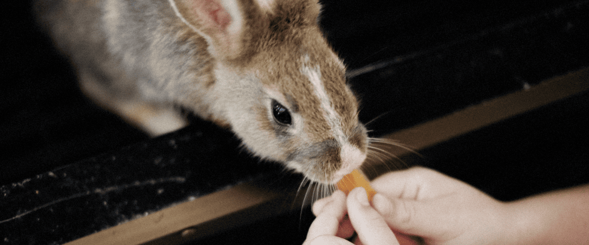 snacks voor konijnen maken