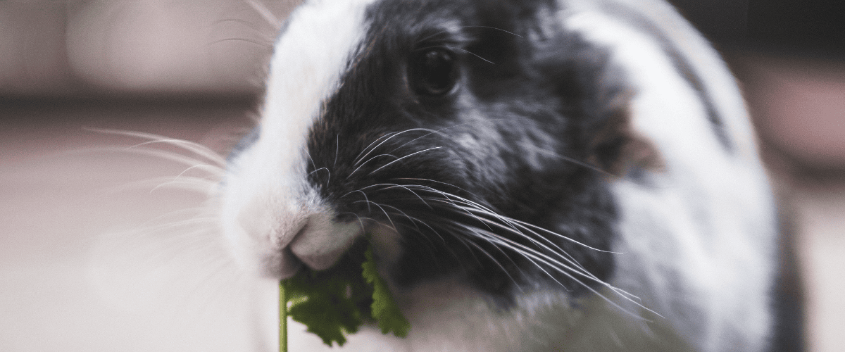 wat mogen konijnen eten