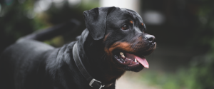 kosten gebitsreiniging hond