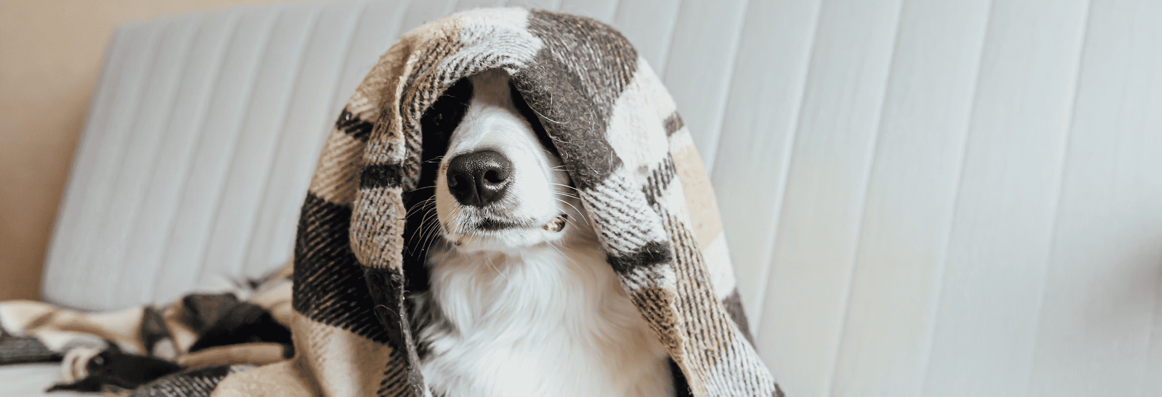 Een angstige hond, schrikt snel