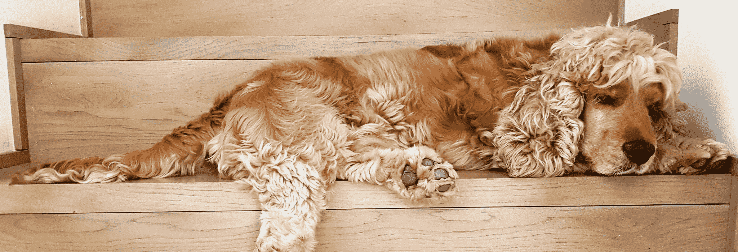 Spoelwormen bij de hond