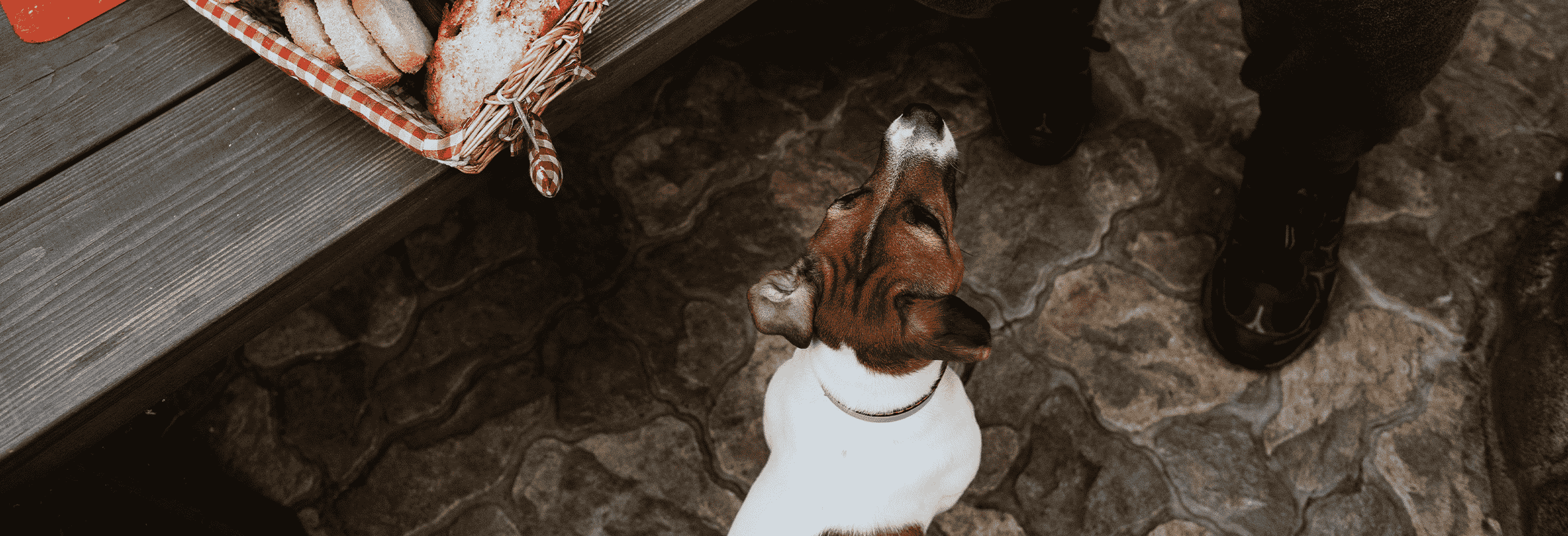 Welk eten is giftig voor de hond?