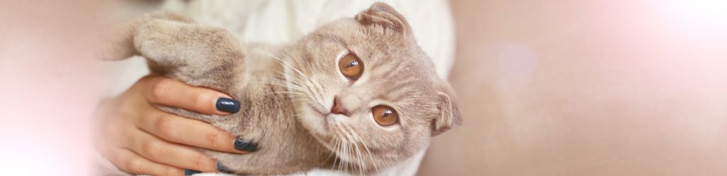 Katten-AIDS