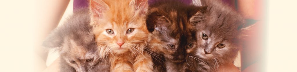 Welke kleur zullen de kittens krijgen
