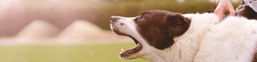 Bijtwond hond