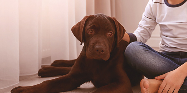 steriliseren hond