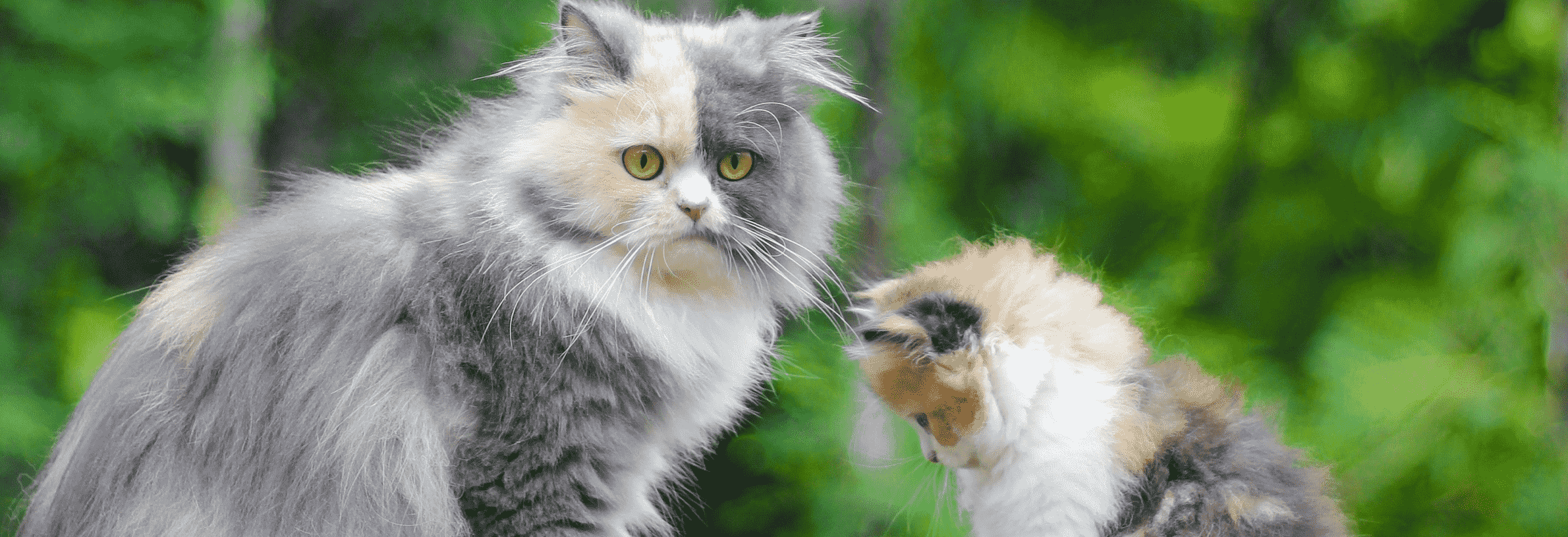 2 Socialisatiefases bij de kitten