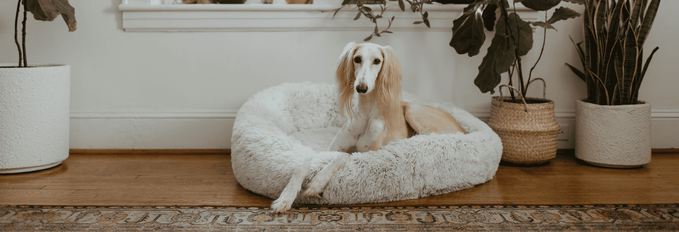 Baarmoederontsteking bij de hond