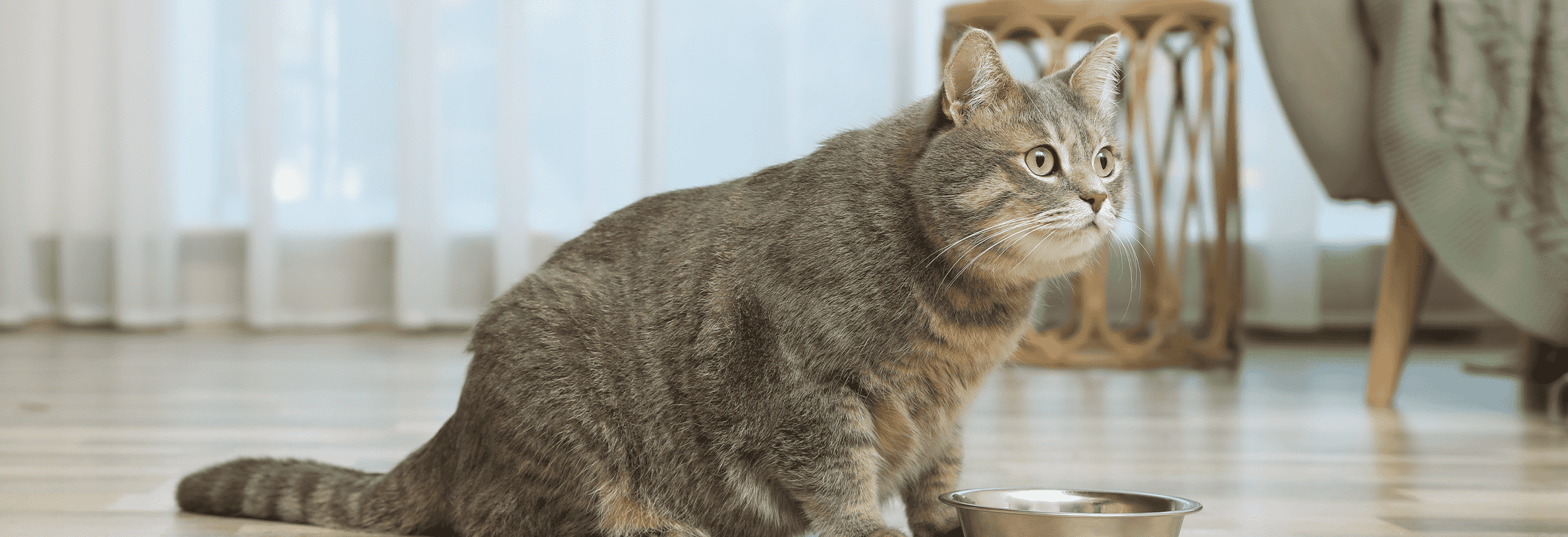 Hoe geef ik medicijnen aan mijn kat?