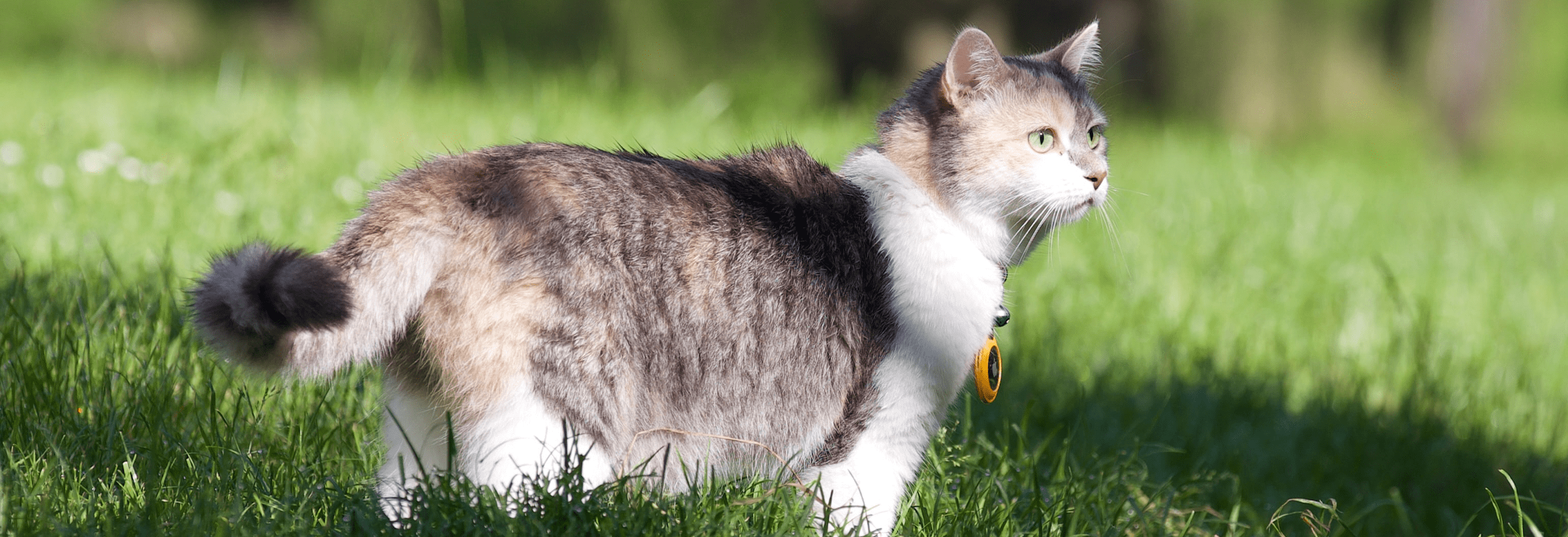Mijn kat loopt mank, wat moet ik weten?