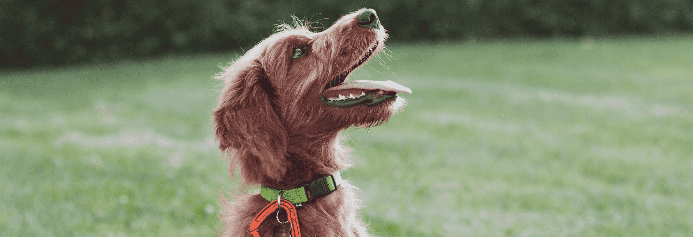 Ziek worden door je hond