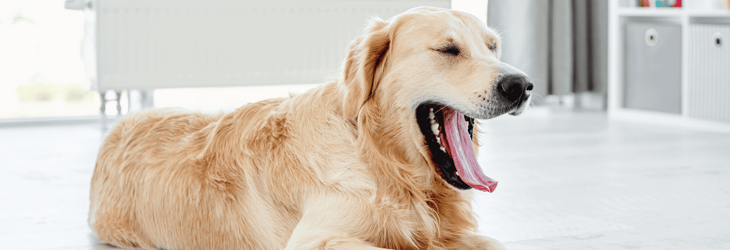 Bloed uit de bek van je hond