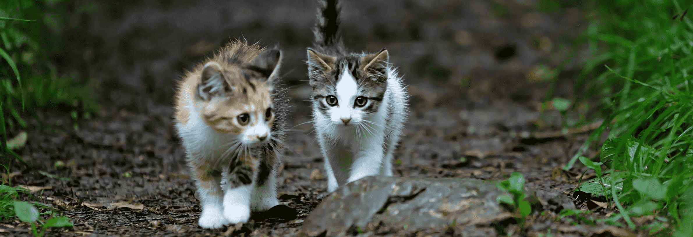 Kitten naar buiten, de eerste keer